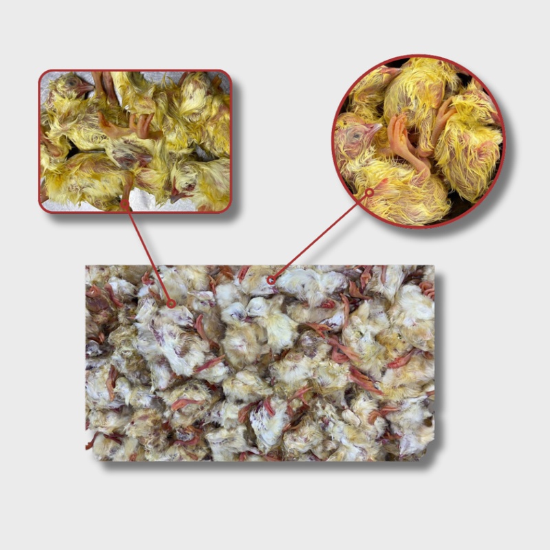 Суточные цыплята БЛОК (ДО 4-х блоков)